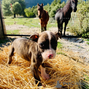 Photo №4. I will sell american bully in the city of Cologne. breeder - price - 481$