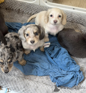Photo №2 to announcement № 169841 for the sale of dachshund - buy in Germany breeder
