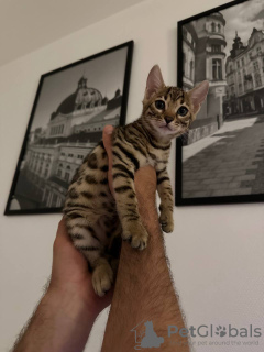 Photo №4. I will sell bengal cat in the city of Würzburg. private announcement - price - 338$