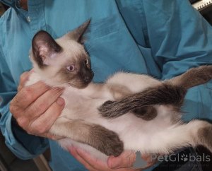 Photo №1. siamese cat - for sale in the city of Lüneburg | 361$ | Announcement № 173647