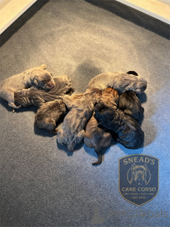 Photo №3. Nuttede Cane Corso hvalpe søger et kærligt hjem for altid. Denmark