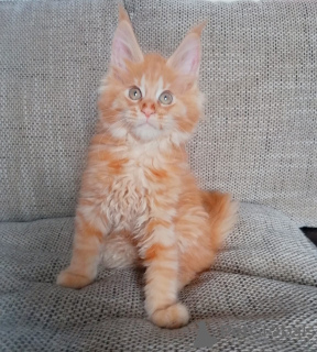 Photo №2 to announcement № 9005 for the sale of maine coon - buy in Russian Federation from nursery