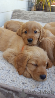 Photo №4. I will sell golden retriever in the city of Los Angeles. private announcement - price - 300$