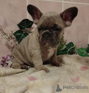 Additional photos: French bulldog.
