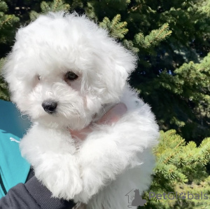 Photo №1. bichon frise - for sale in the city of Herne | 1057$ | Announcement № 51883