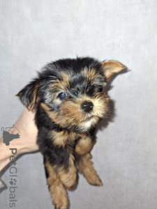 Photo №2 to announcement № 161488 for the sale of beaver yorkshire terrier, bichon frise, west highland white terrier, yorkshire terrier, lakeland terrier - buy in Lithuania private announcement, from nursery, breeder