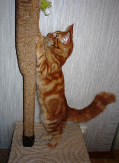 Photo №4. I will sell maine coon in the city of Volgograd. breeder - price - negotiated