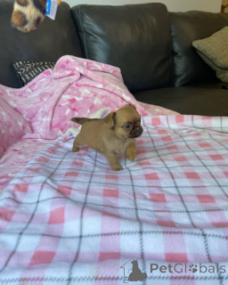 Photo №4. I will sell brussels griffon in the city of Vilnius. private announcement, breeder - price - 671$