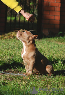 Additional photos: American bully puppies