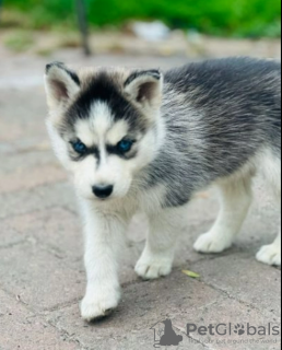 Photo №1. siberian husky - for sale in the city of Амстердам | negotiated | Announcement № 62743