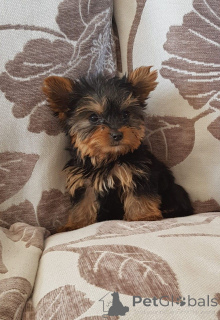 Photo №2 to announcement № 167525 for the sale of yorkshire terrier - buy in Denmark private announcement, breeder