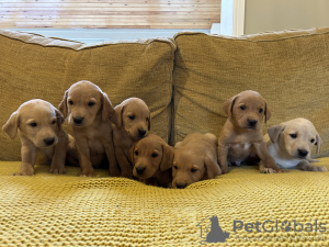 Photo №3. Beautiful Litter of 7 Labrador Puppies. Australia