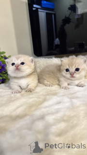 Photo №2 to announcement № 168801 for the sale of munchkin - buy in Uzbekistan 