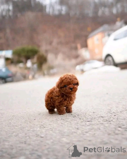 Photo №4. I will sell non-pedigree dogs in the city of Berlin. breeder - price - 282$