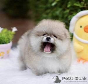 Photo №1. pomeranian - for sale in the city of Berlin | 528$ | Announcement № 99741