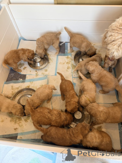 Photo №1. labradoodle - for sale in the city of Holstebro | negotiated | Announcement № 169949
