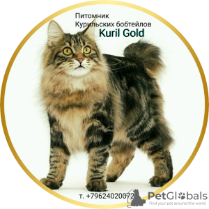 Photo №1. kurilen bobtail - for sale in the city of Stavropol | 166$ | Announcement № 20583
