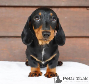 Photo №3. Adorable Dachshund Puppies Ready For Their Forever Homes.. United States