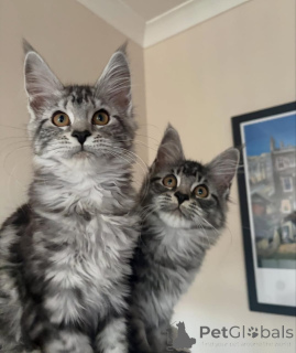 Photo №1. maine coon - for sale in the city of Dudeldorf | negotiated | Announcement № 176854