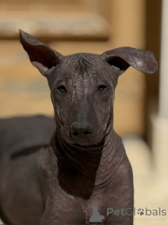 Photo №2 to announcement № 146941 for the sale of mexican hairless dog - buy in Belgium breeder
