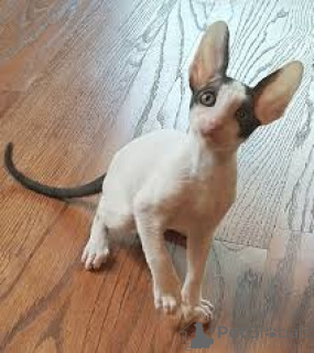 Photo №1. oriental shorthair - for sale in the city of Marseilles | 516$ | Announcement № 165941