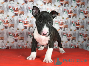 Photo №2 to announcement № 175422 for the sale of bull terrier - buy in Lithuania private announcement, breeder