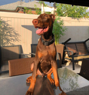 Photo №2 to announcement № 50805 for the sale of dobermann - buy in South Africa private announcement