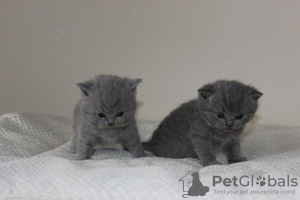 Photo №1. british shorthair - for sale in the city of Штутгарт | negotiated | Announcement № 100291