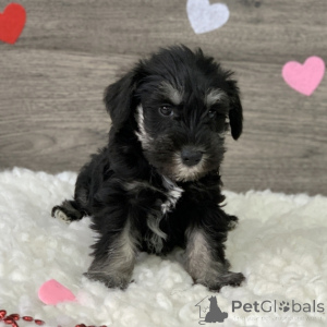 Photo №1. schnauzer - for sale in the city of Brussels | 774$ | Announcement № 160518