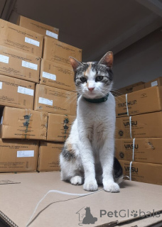 Photo №3. Pay attention to our sweet girl Musya!. Russian Federation