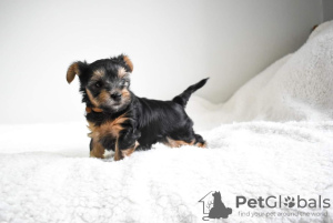 Photo №3. Healthy Yorkshire Terrier puppies ready for sale. Germany