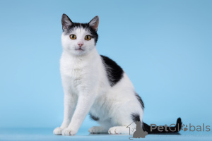 Photo №1.  - for sale in the city of Khimki | Is free | Announcement № 166072