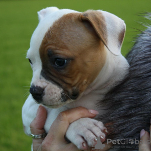 Photo №3. American bulldog puppys DNA an health checked. United States