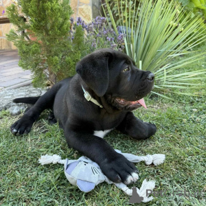 Photo №2 to announcement № 171213 for the sale of cane corso - buy in Poland breeder