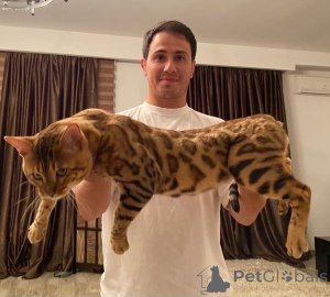 Photo №2 to announcement № 140977 for the sale of  - buy in Georgia from nursery, breeder