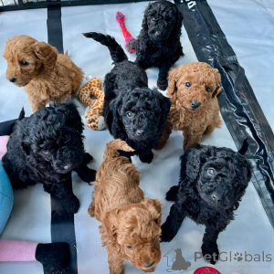 Photo №1. poodle (toy) - for sale in the city of Marseilles | negotiated | Announcement № 158385
