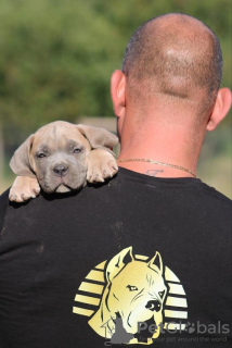 Additional photos: Cane Corso puppies