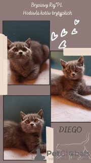 Photo №1. british shorthair - for sale in the city of Warsaw | 520$ | Announcement № 13663