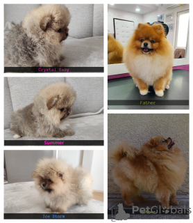 Photo №1. pomeranian - for sale in the city of Москва | negotiated | Announcement № 17235
