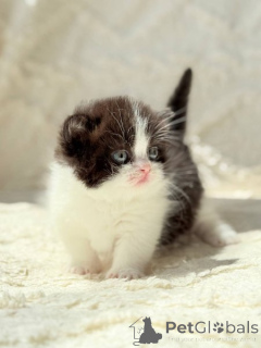 Photo №1. munchkin - for sale in the city of Göppingen | 361$ | Announcement № 173527