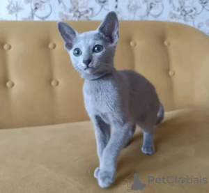 Photo №1. russian blue - for sale in the city of ISManing | 361$ | Announcement № 177606