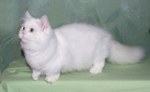 Photo №1. Mating service - breed: minuet cat longhair. Price - 237$