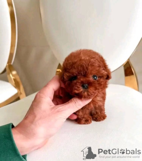 Photo №1. poodle (toy) - for sale in the city of Флорида Сити | 400$ | Announcement № 110712