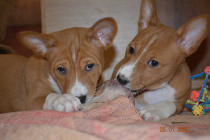 Photo №2 to announcement № 5186 for the sale of basenji - buy in Russian Federation from nursery