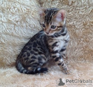 Photo №1. bengal cat - for sale in the city of Turku | negotiated | Announcement № 76237