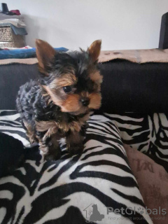 Additional photos: Miniature Yorkshire Terrier puppies for sale