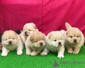 Photo №1. chow chow - for sale in the city of Santa Cruz de Tenerife | negotiated | Announcement № 133844