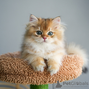 Photo №1. british shorthair - for sale in the city of Анталья | negotiated | Announcement № 88288