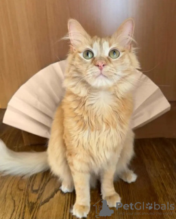 Photo №1. maine coon - for sale in the city of Дортмунд | 518$ | Announcement № 132964