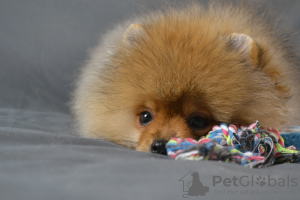 Photo №2 to announcement № 62843 for the sale of pomeranian - buy in Russian Federation breeder